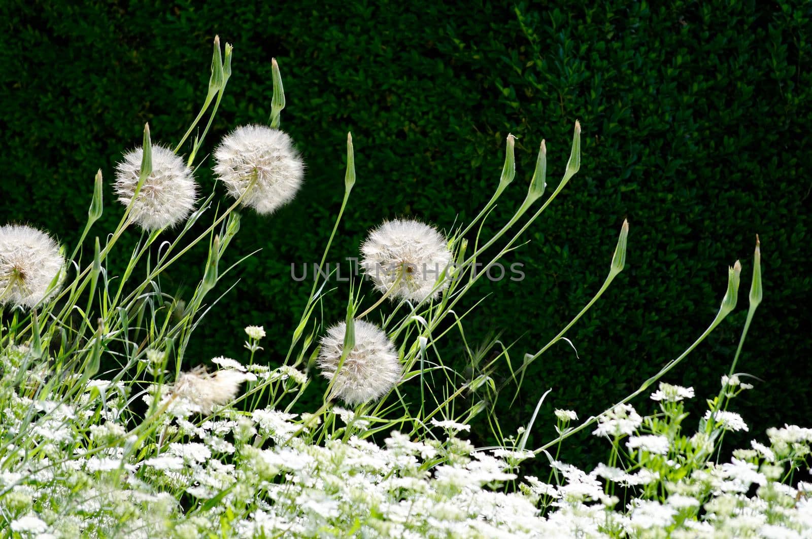 In summer, fluffy dandelions ripened in the open air in the meadow.Texture or background