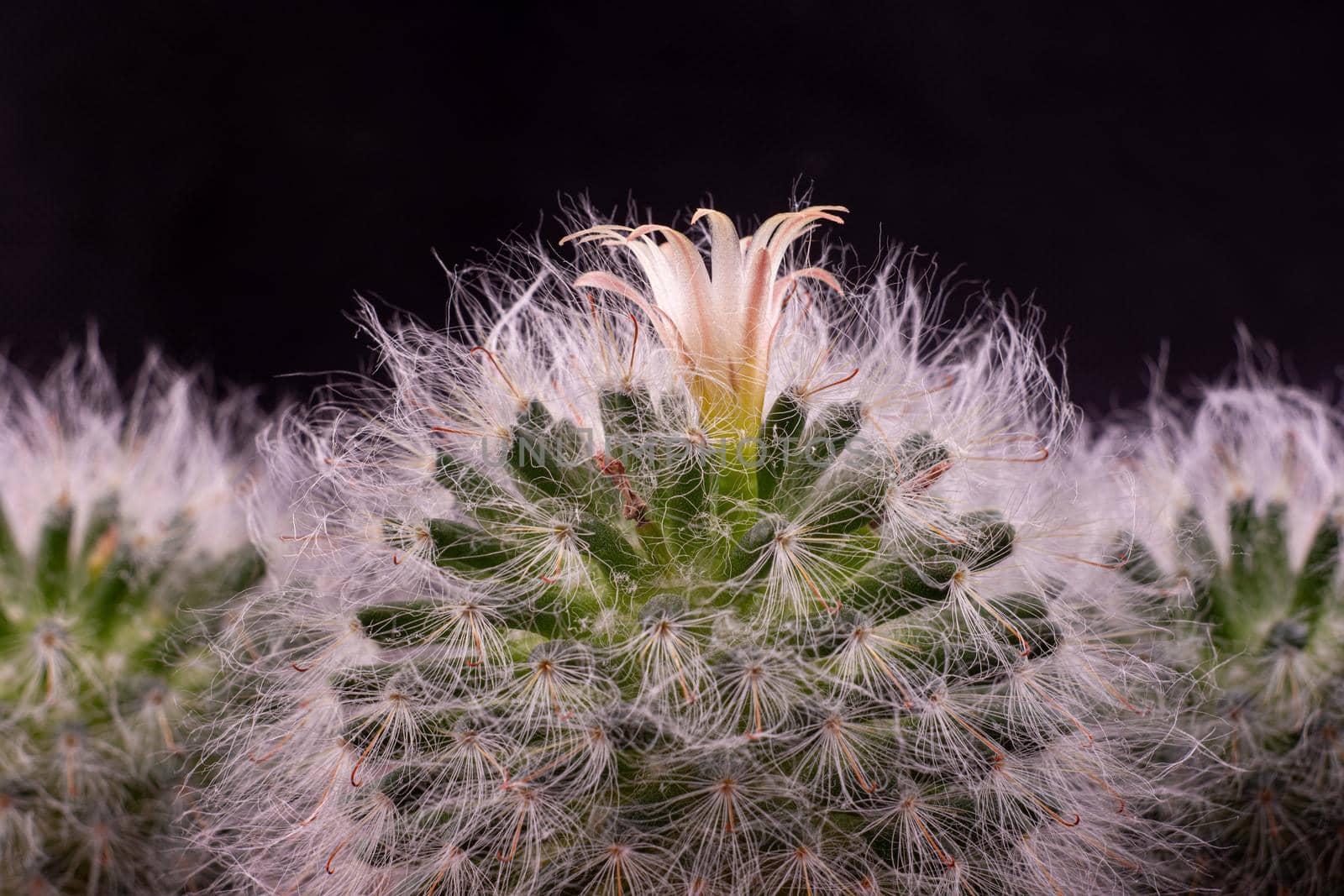 Flower close-up of fluffy cactus Espostoa