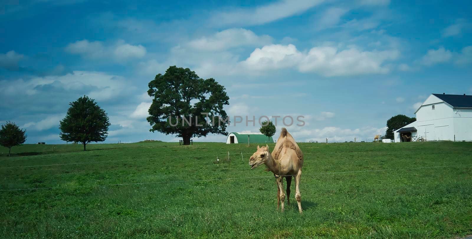 A Camel in the Middle of Pennsylvania Farm Lands on a Sunny Summer Day