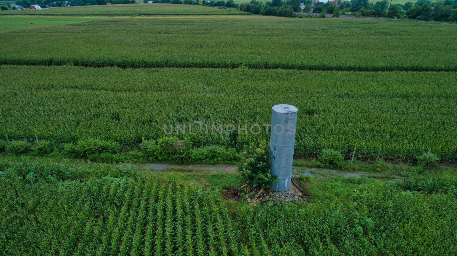 Aerial View for Rows of Corn Growing and Farms with a Water Tower under a Beautiful Summer Sky