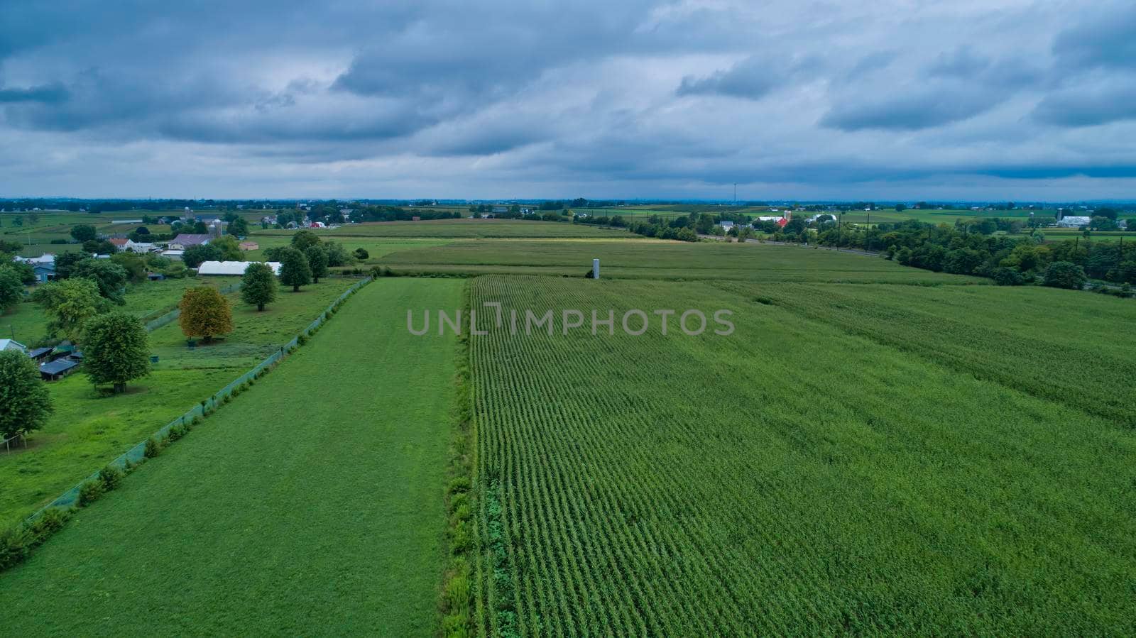 Aerial View for Rows of Corn Growing and Farms under a Beautiful Summer Sky