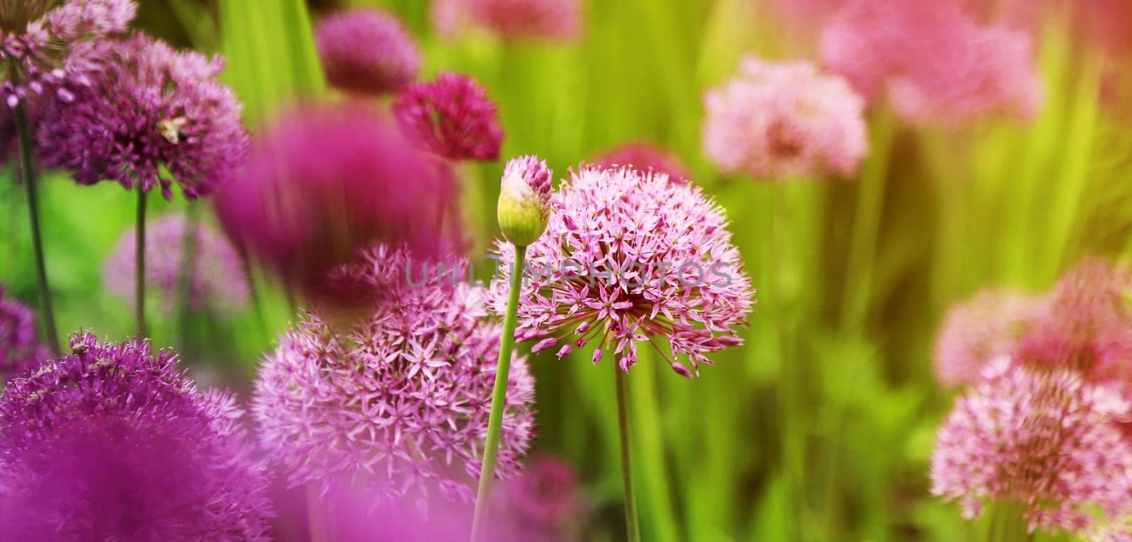 beautiful background with violet flowers. Sunny day. Selection, cultivation of alliums