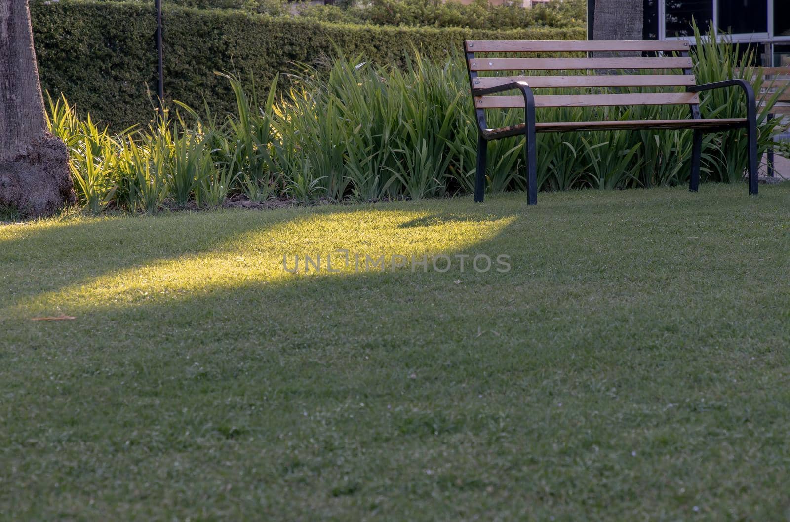 Wooden benches on grass floor in a shady area of the park. Seating and unwind area. Selective focus.