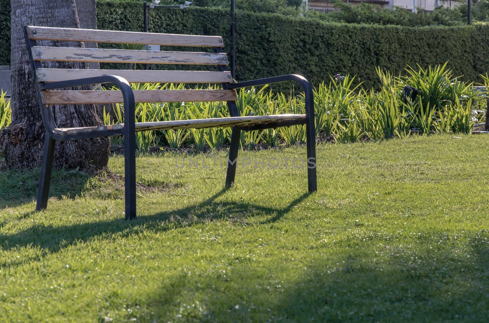 Wooden benches on grass floor in a shady area of the park. Seating and unwind area. Selective focus.