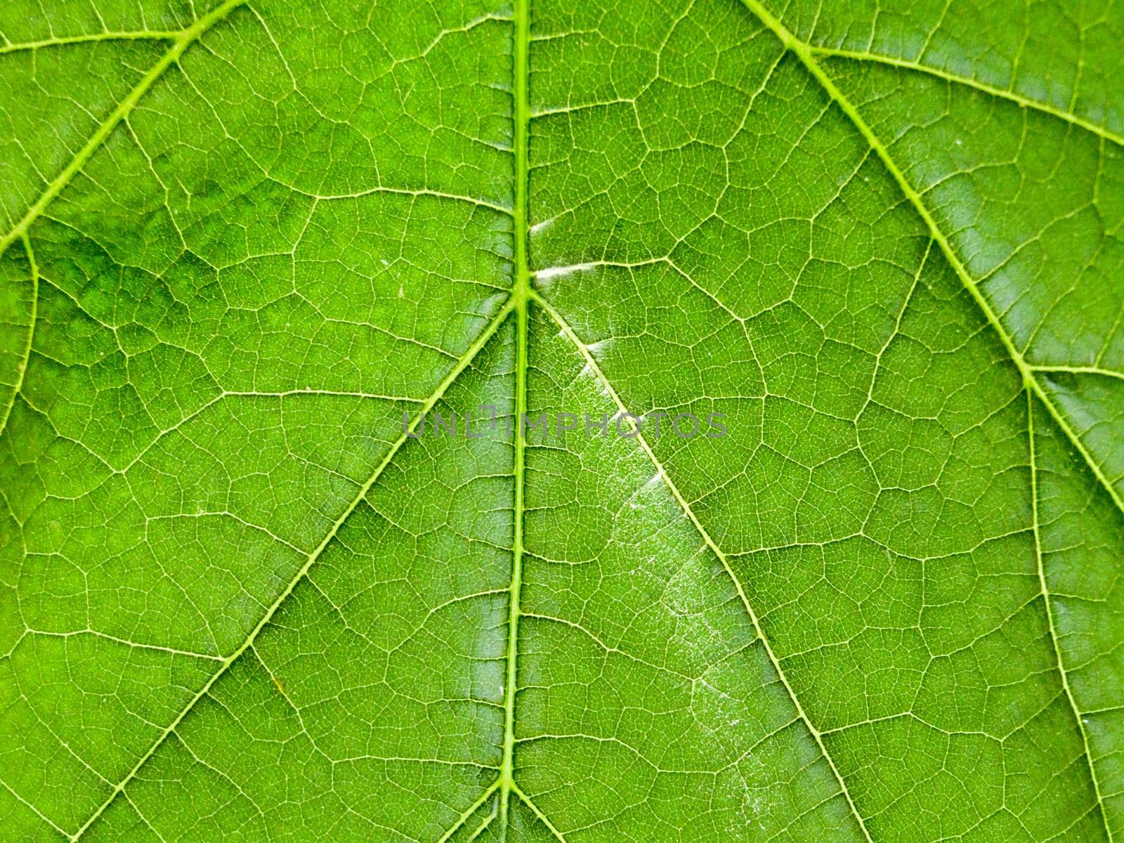 Green open leaf close - up in the open air.Texture or background