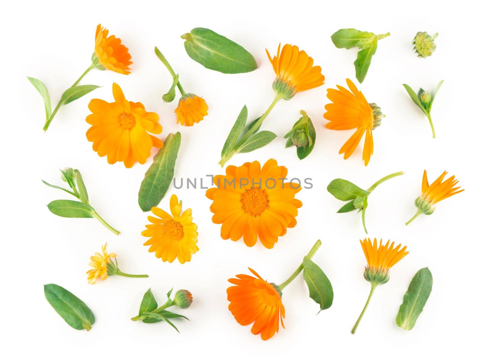 Calendula. Marigold flower isolated on white background with copy space for your text. by aprilphoto
