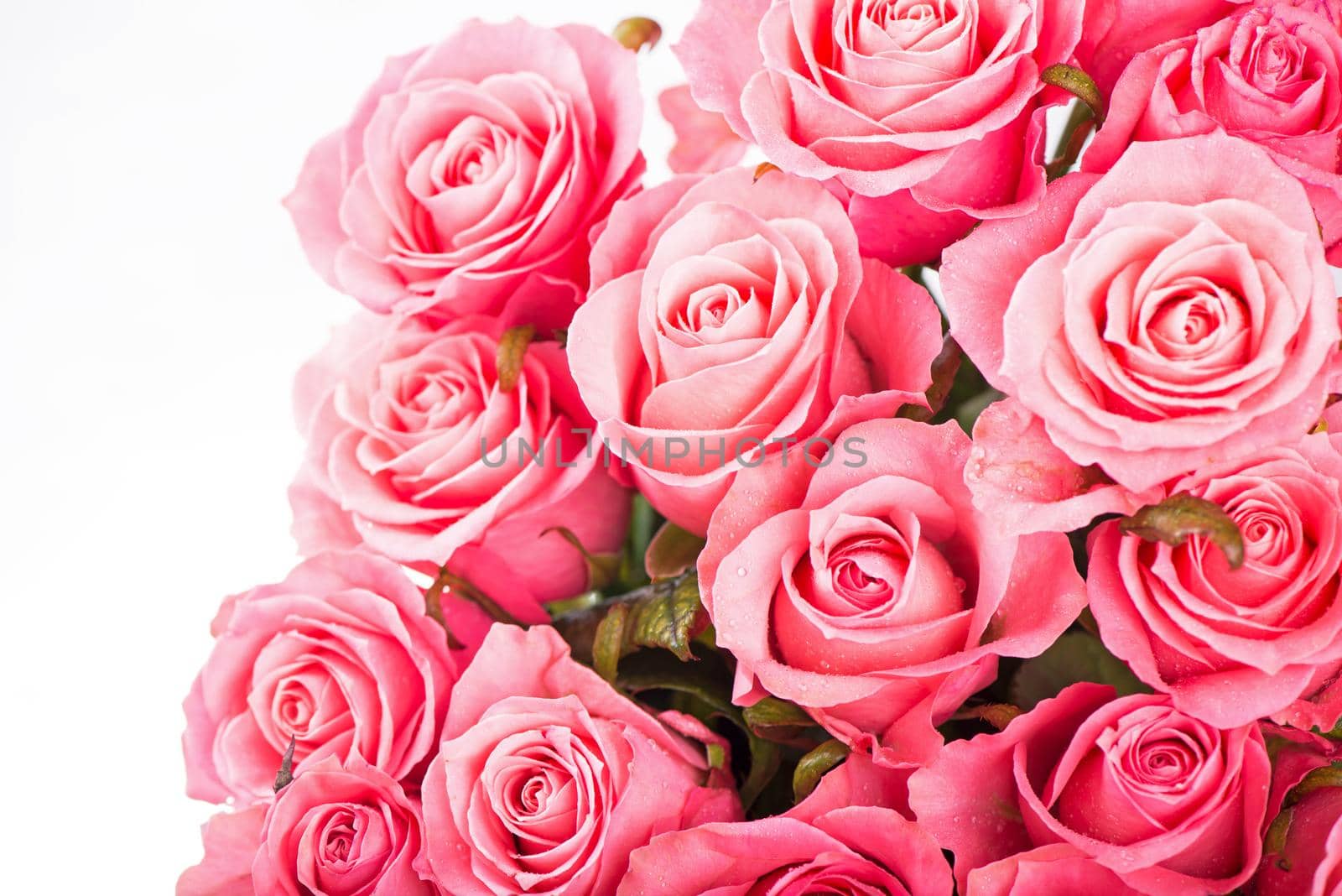 Pink roses isolated on the white background by aprilphoto