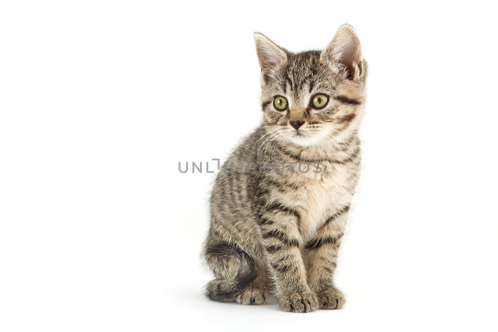 Little tabby (European Shorthair) kitten isolated on white background.