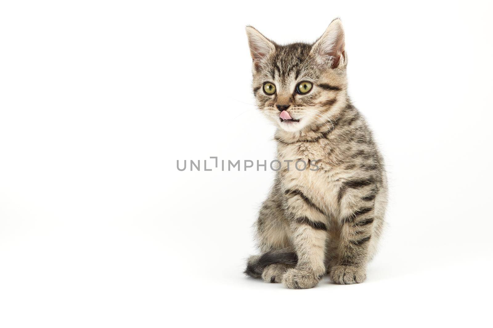 Little tabby (European Shorthair) kitten isolated on white background.