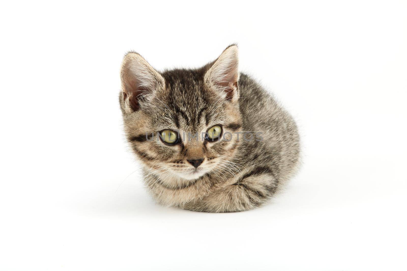 Little tabby (European Shorthair) kitten isolated on white background.