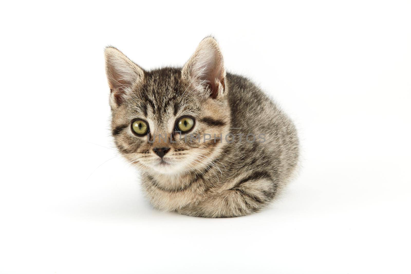 Little tabby (European Shorthair) kitten isolated on white background.