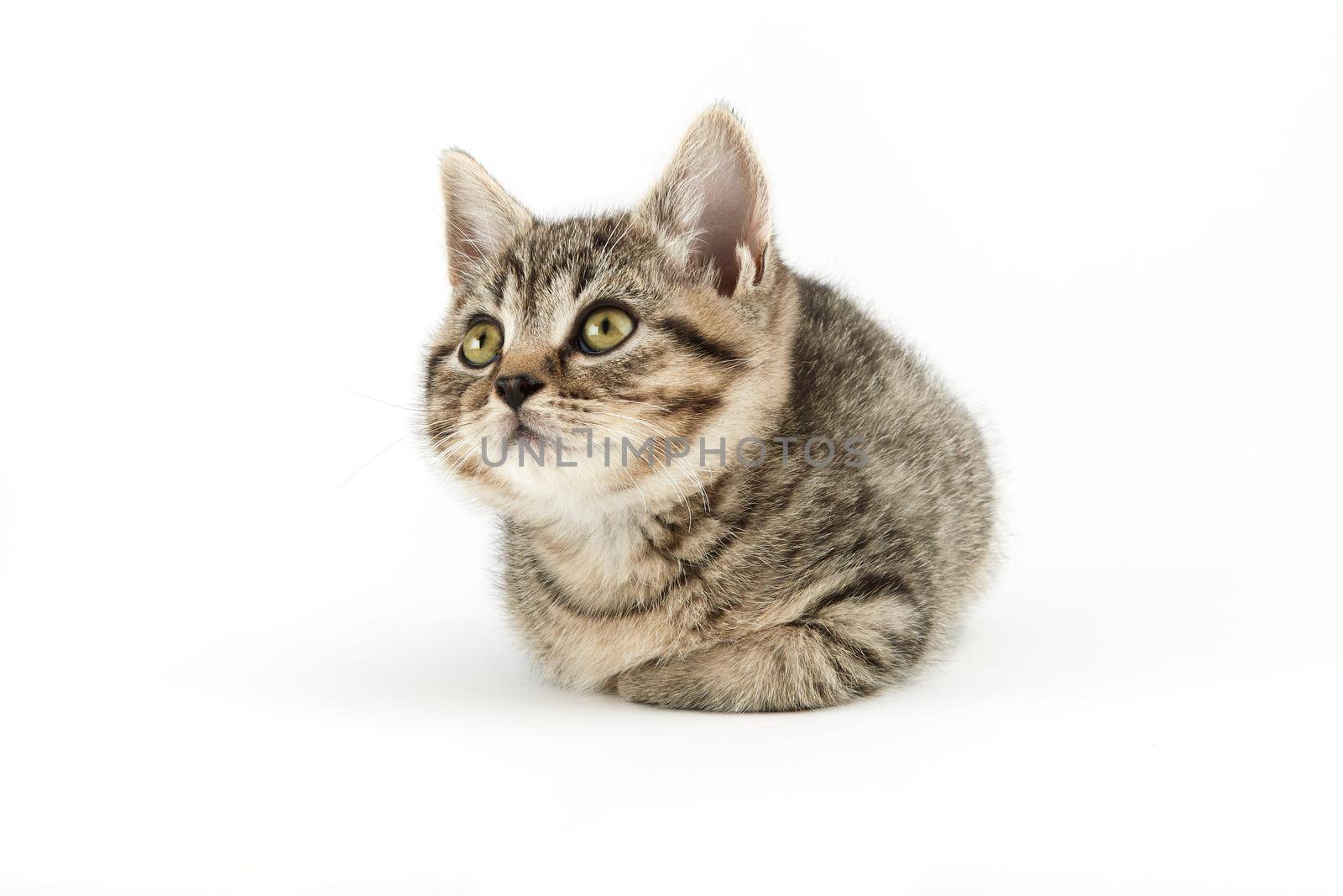 Little tabby (European Shorthair) kitten isolated on white background.