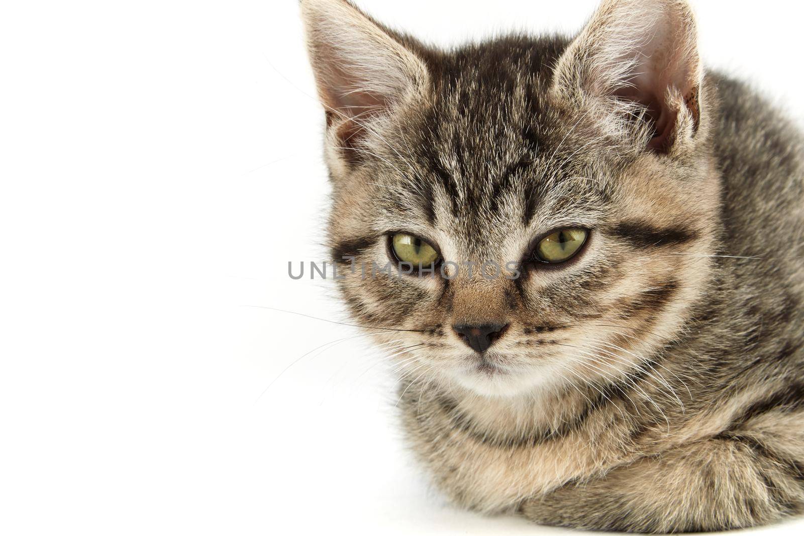 Little tabby (European Shorthair) kitten isolated on white background.