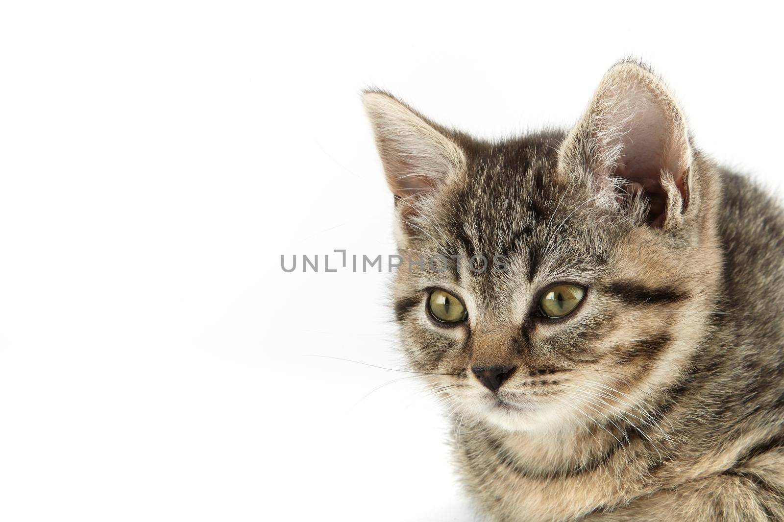 Little tabby (European Shorthair) kitten isolated on white background.