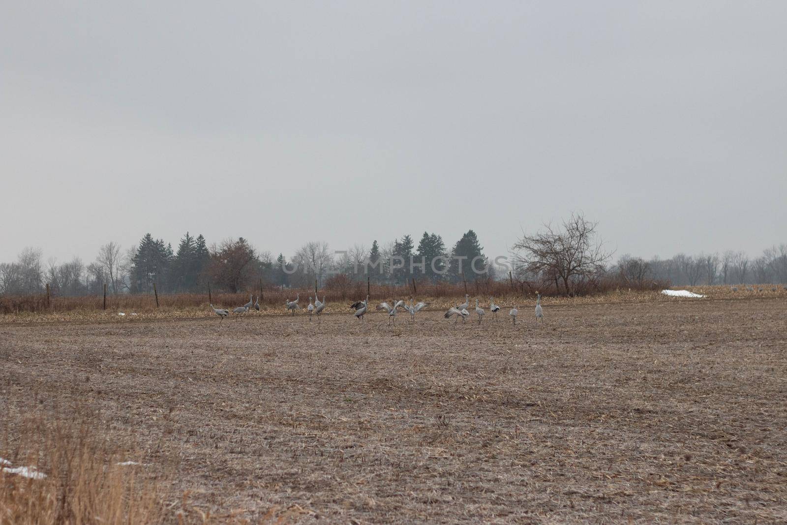 Sandhill crane migration in a canadian farmer field. Winter migration by mynewturtle1