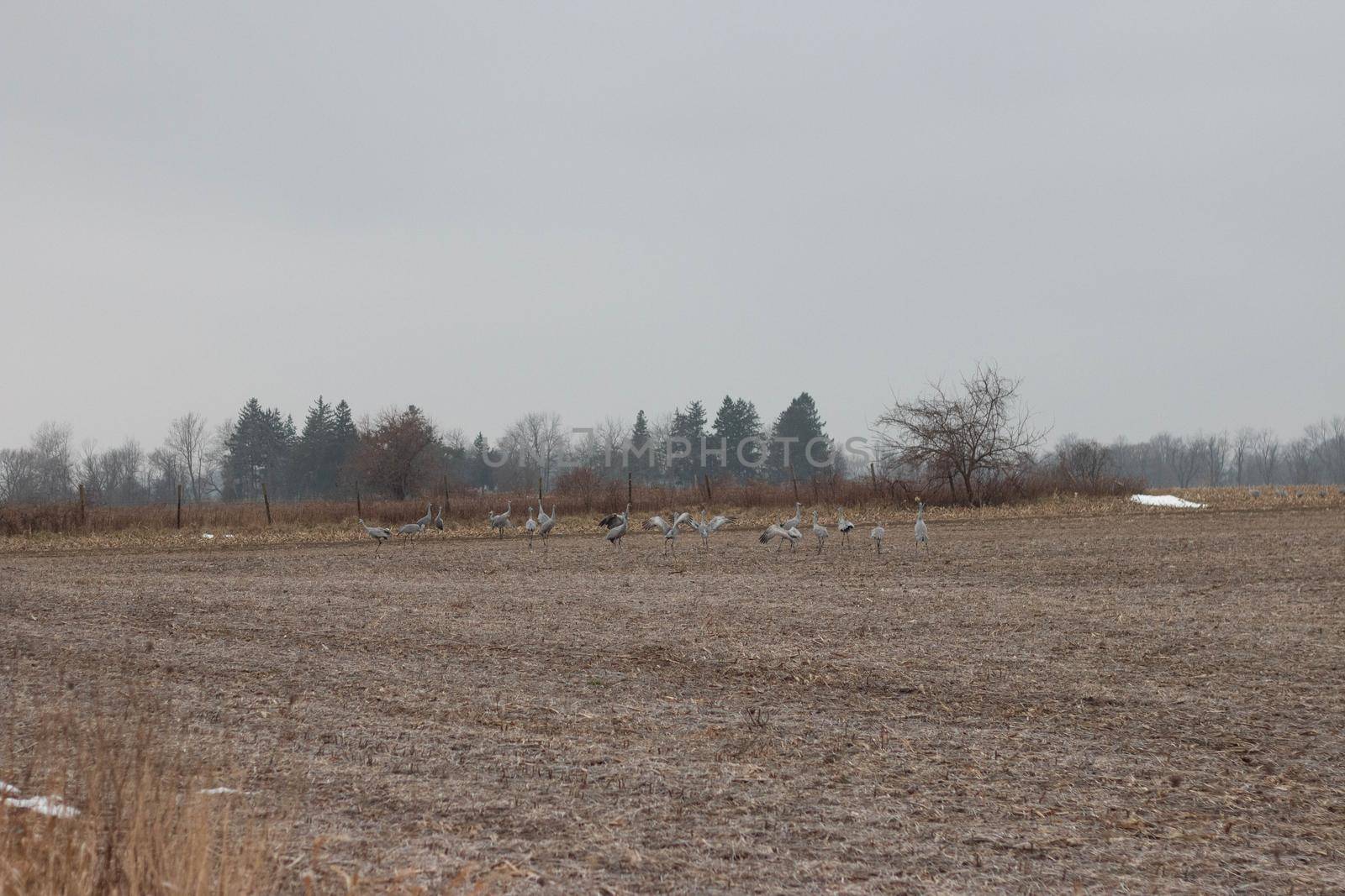 Sandhill crane migration in a canadian farmer field. Winter migration. High quality photo