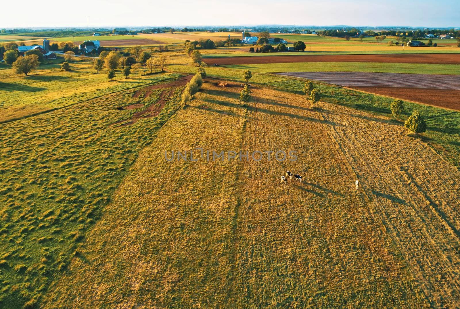 Golden Hour View of Farmland and Pasture with Cows Grazing and Farms in Spring
