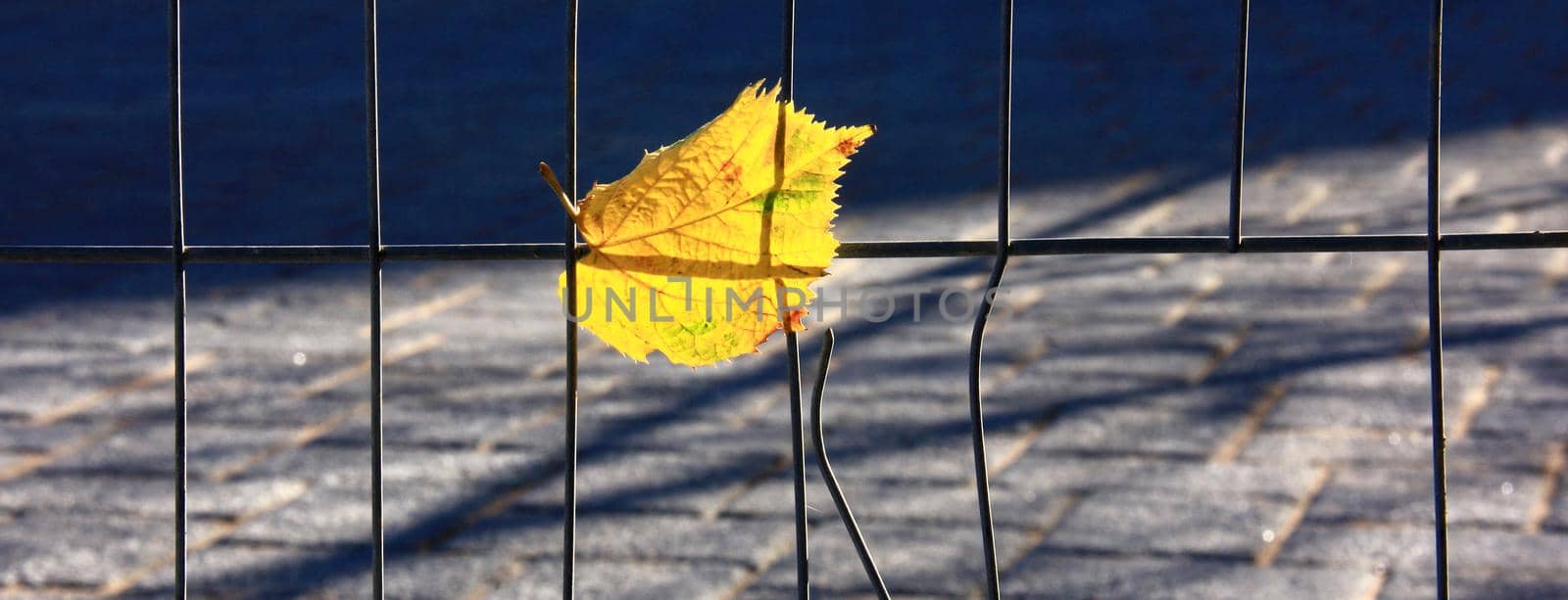 Autumn yellow leaf. Symbol of loneliness, melancholy
