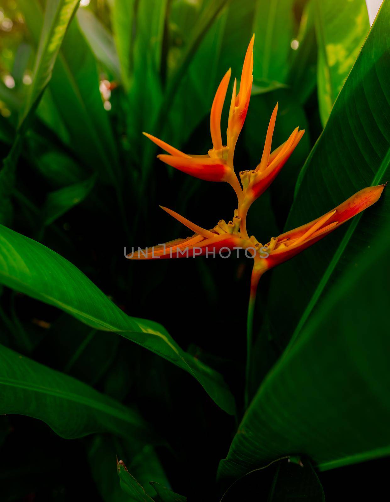 Closeup orange flower with green leaves in tropical garden. Ornamental plant for decorate outdoor garden. Orange flower in the morning with sunlight. Beauty in nature. Orange flower in summer garden. by Fahroni