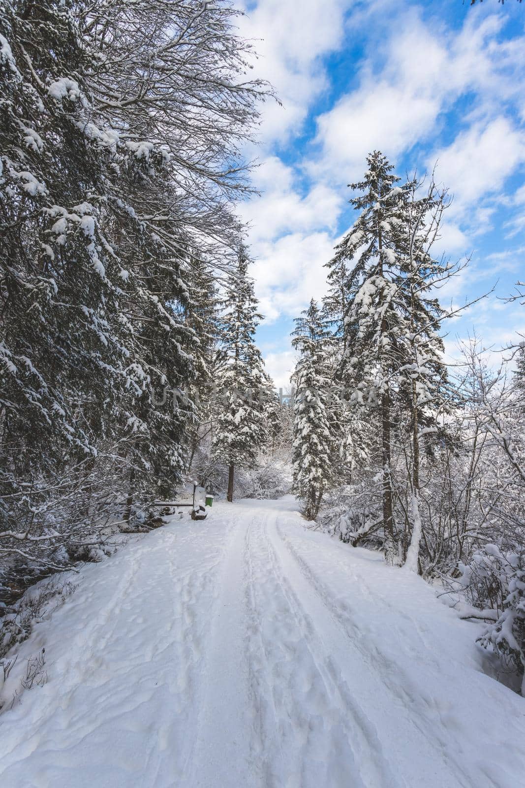 Winter landscape in the nature: Footpath, snowy trees and blue sky by Daxenbichler