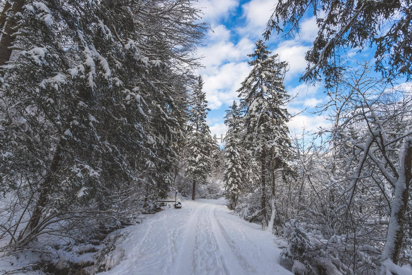 Winter landscape with footpath, snowy trees and blue sky