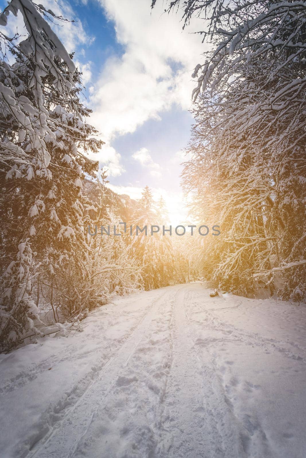 Winter landscape with footpath, snowy trees and blue sky