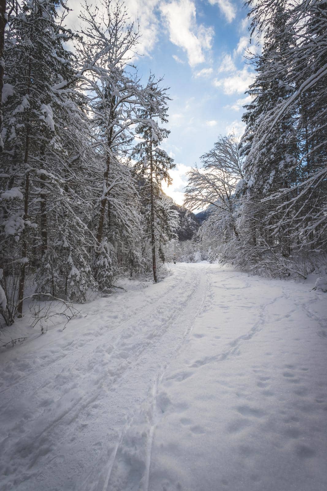 Winter landscape with footpath, snowy trees and blue sky
