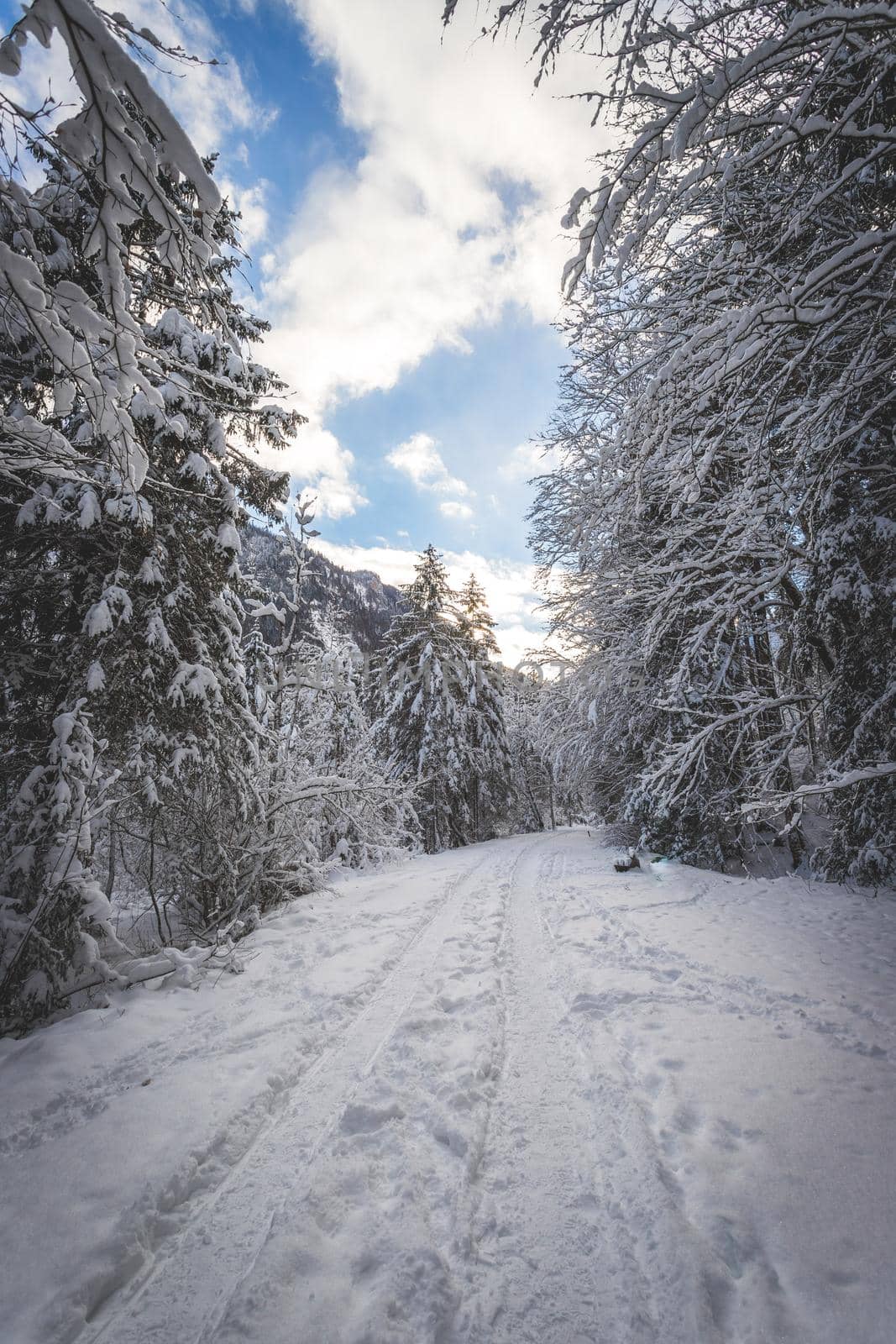 Winter landscape with footpath, snowy trees and blue sky