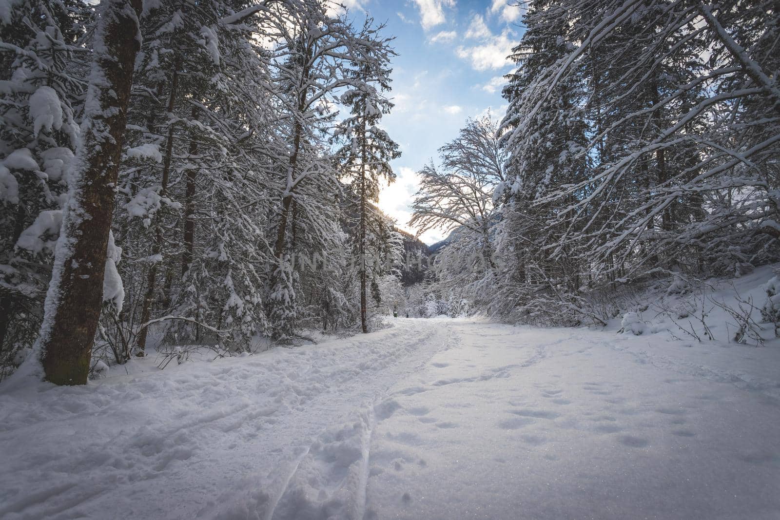 Winter landscape with footpath, snowy trees and blue sky