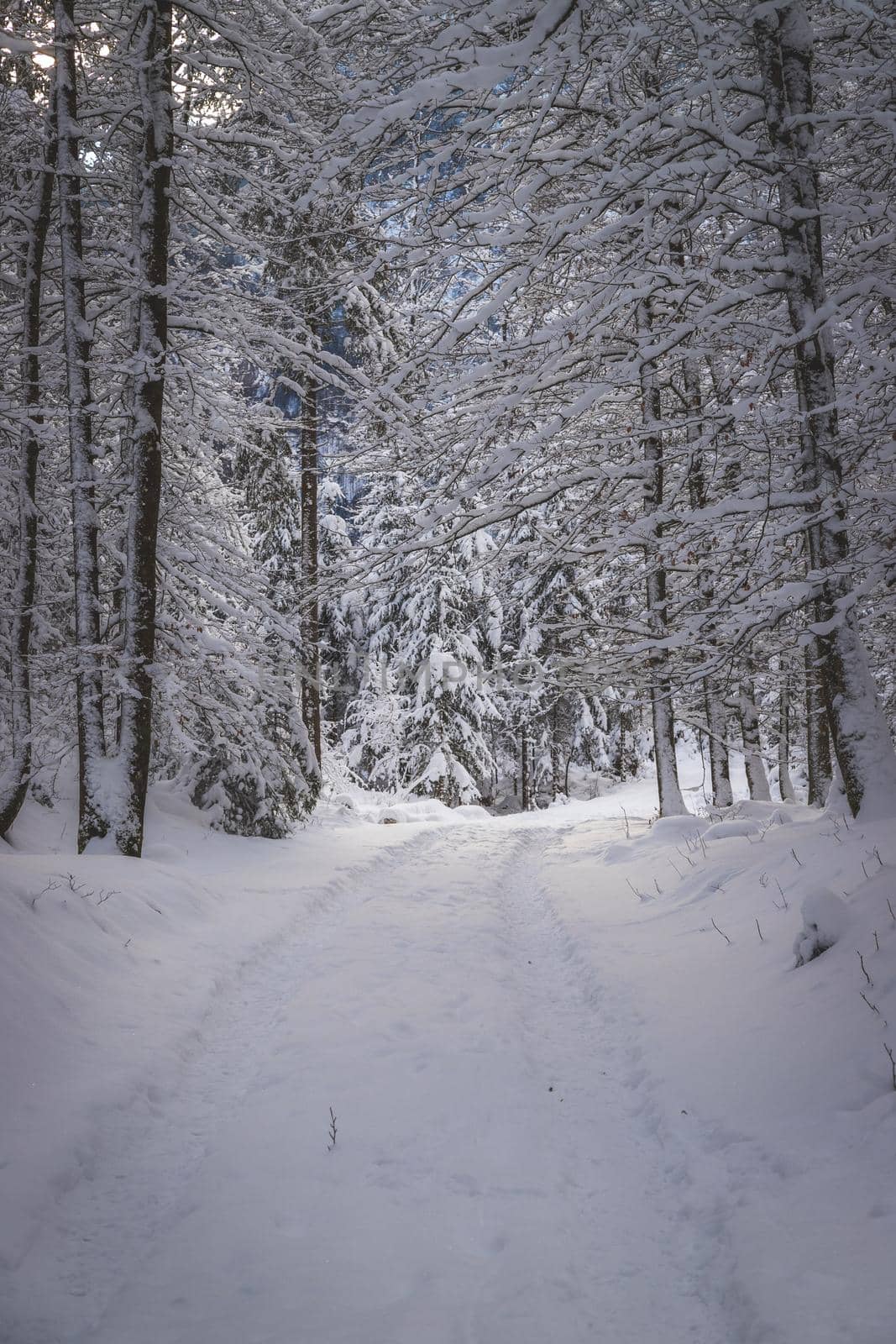 Winter landscape in the nature: Footpath, snowy trees by Daxenbichler