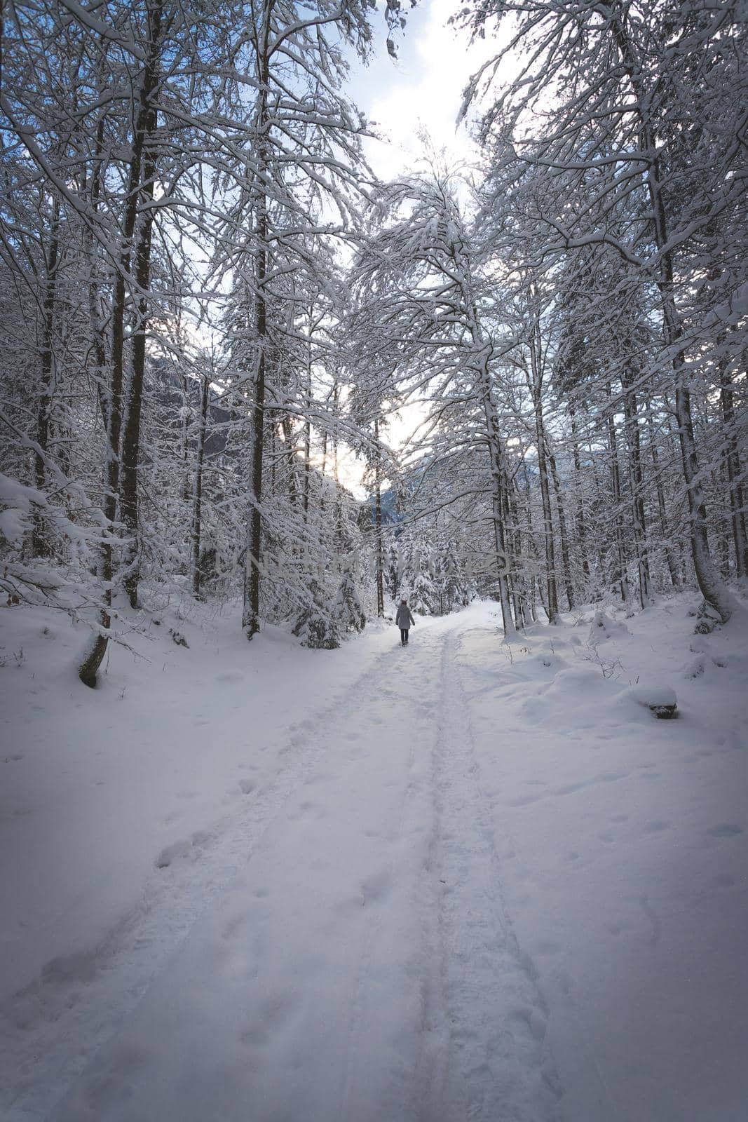 Winter landscape in the nature: Footpath, snowy trees and blue sky by Daxenbichler