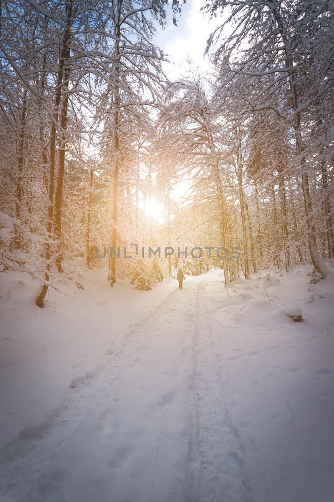 Winter landscape with footpath, snowy trees and blue sky