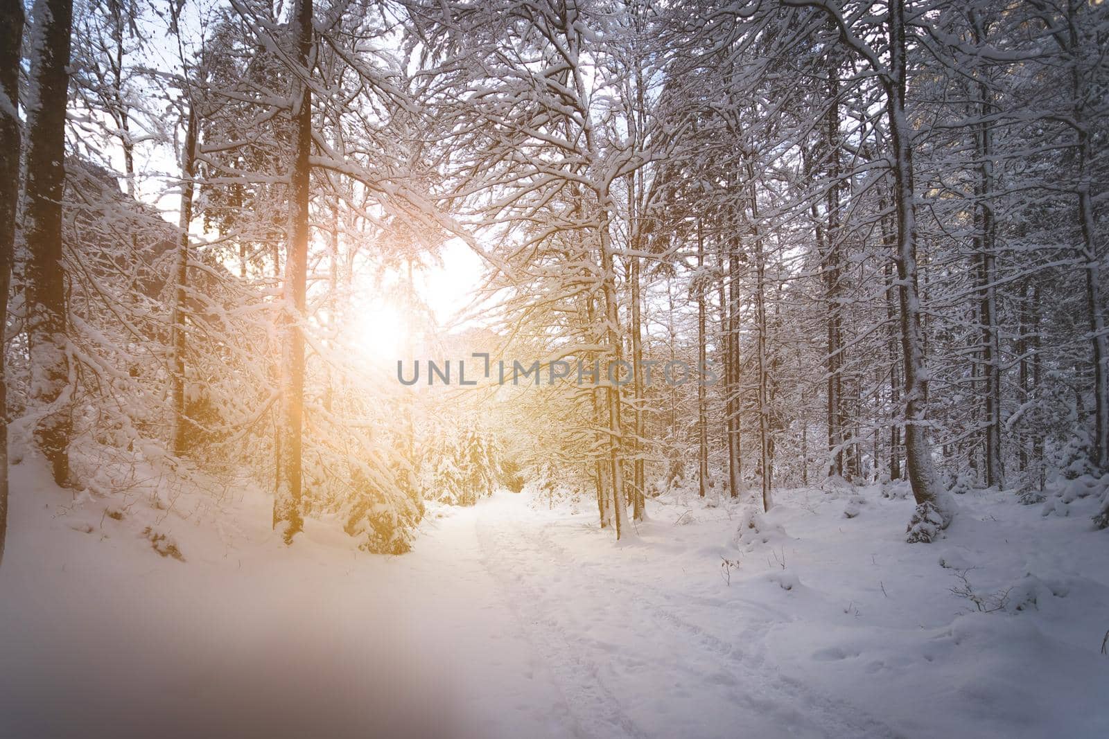 Winter landscape with footpath, snowy trees and blue sky