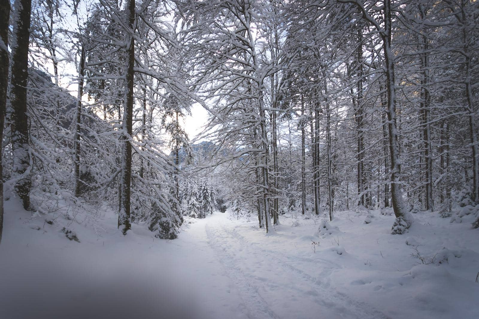 Winter landscape with footpath, snowy trees