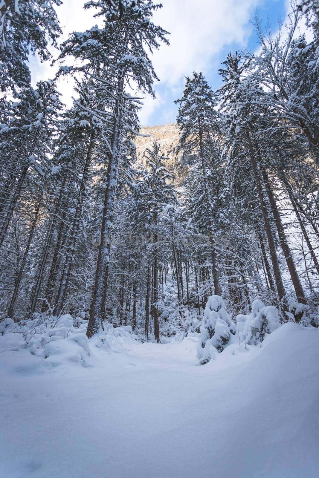 Winter landscape with footpath, snowy trees and blue sky