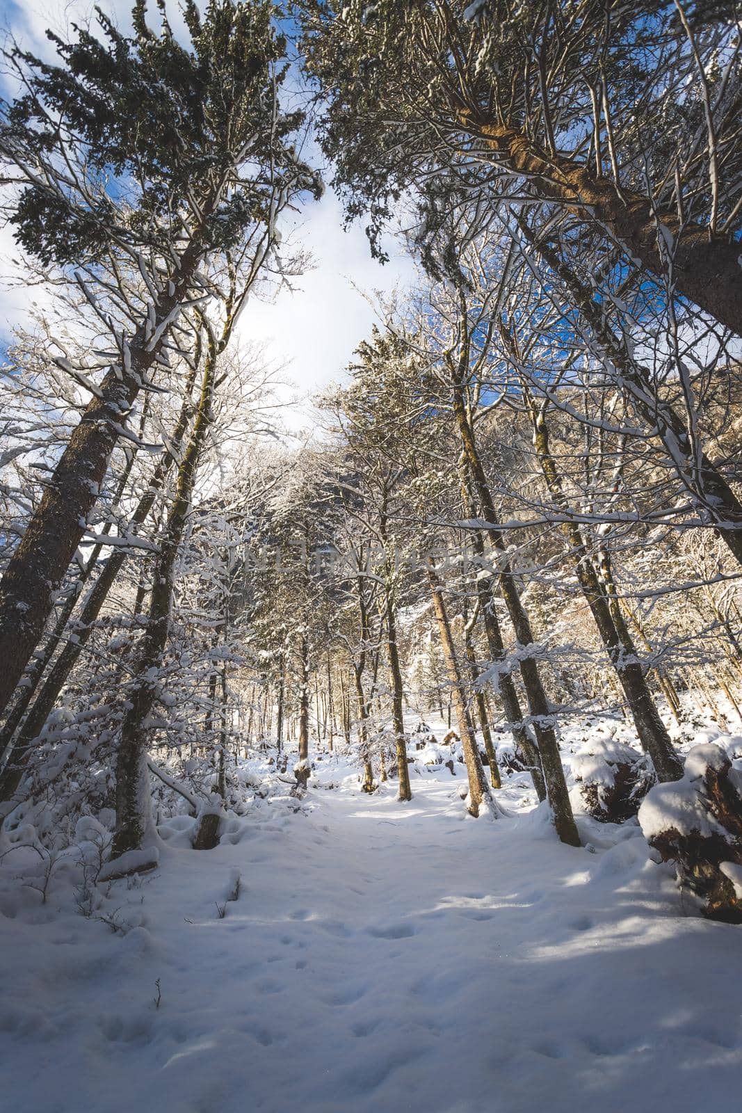 Winter landscape with footpath, snowy trees and blue sky