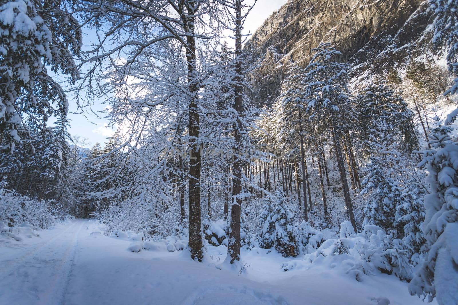 Winter landscape with footpath, snowy trees and blue sky