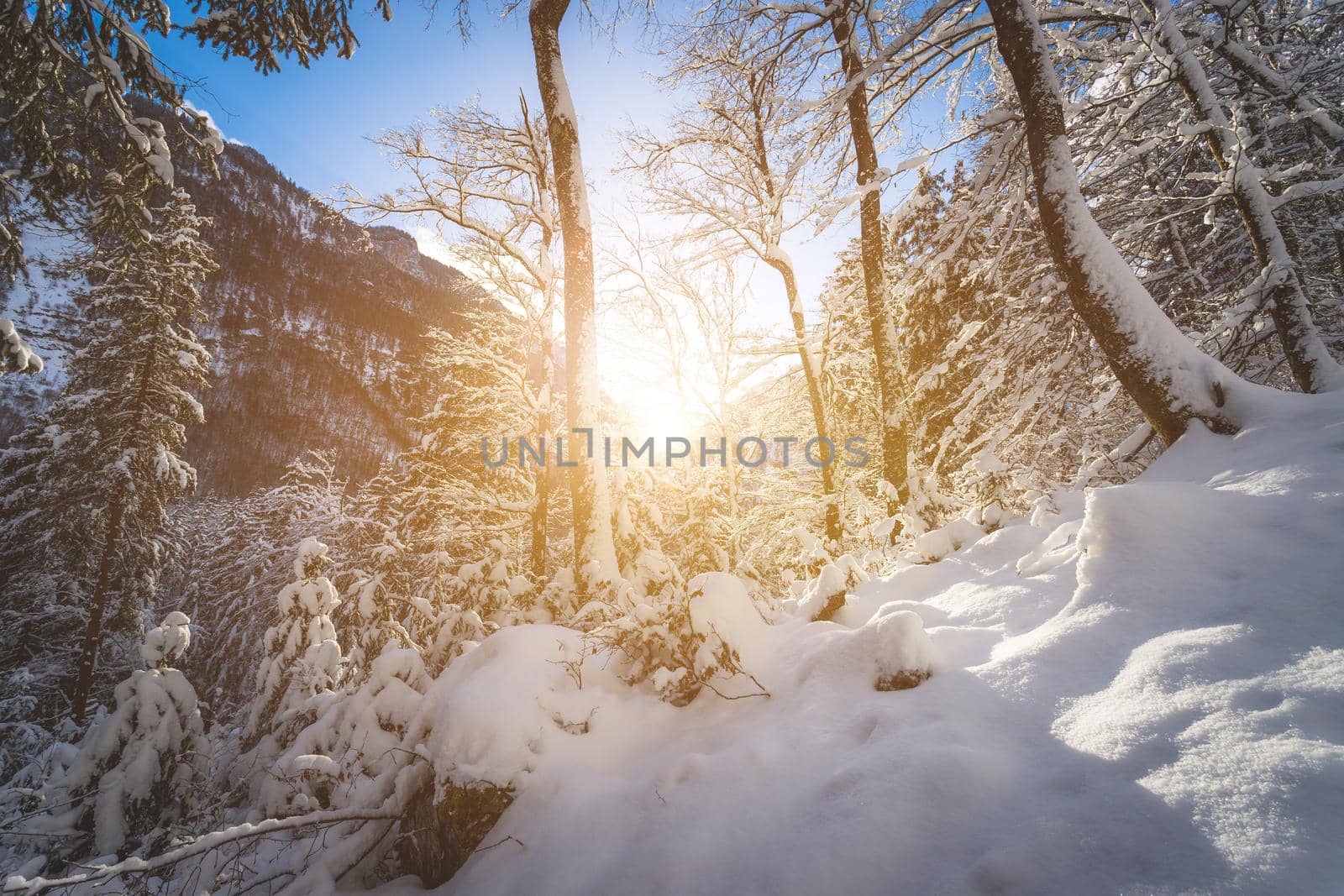 Winter landscape: Sunshine and snowy trees, wilderness