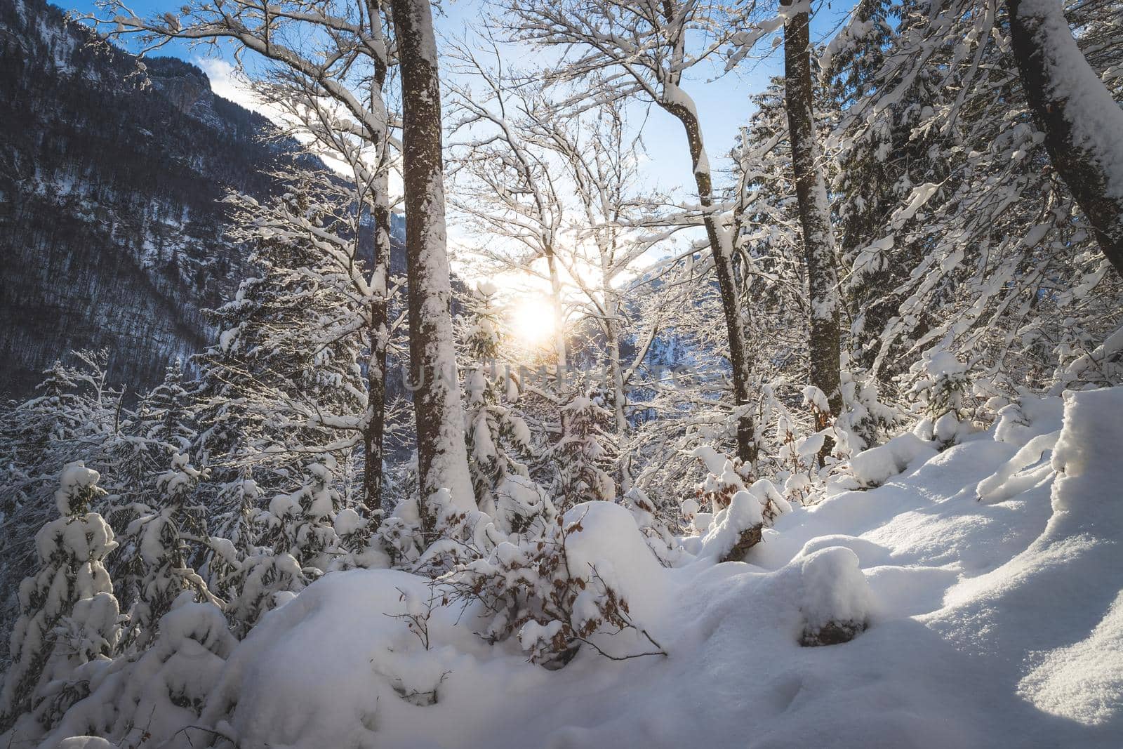 Winter landscape: Sunshine and snowy trees, wilderness