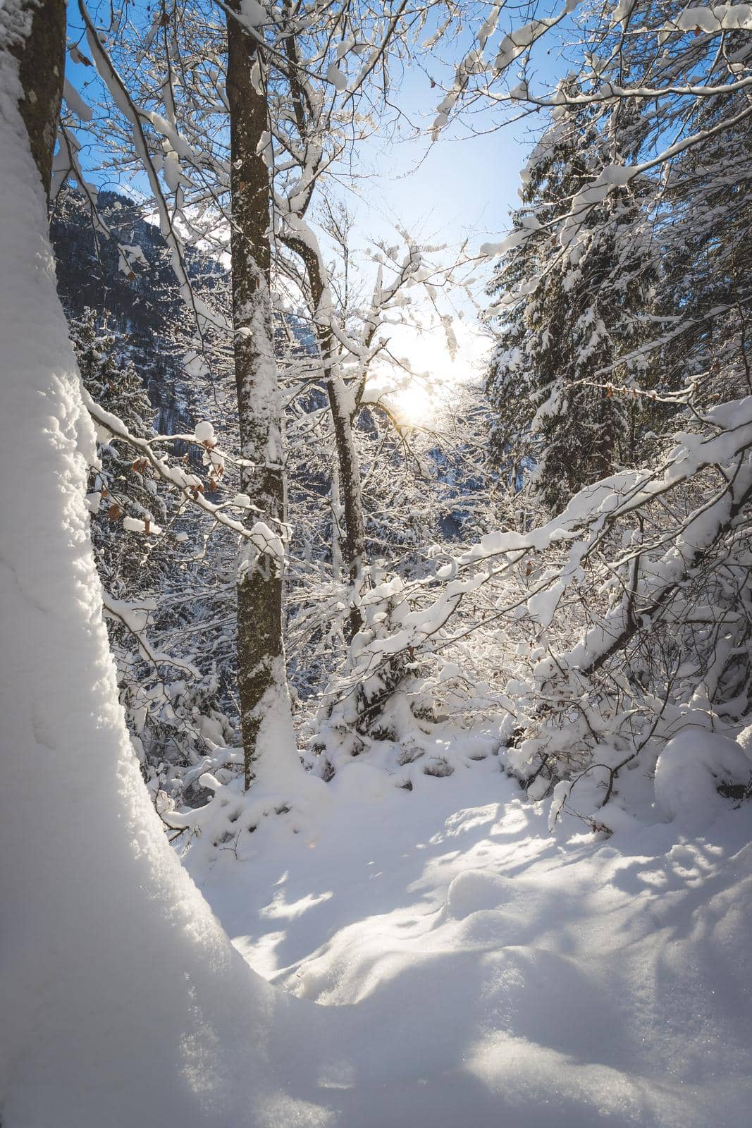 Sunny winter landscape in the nature: Snowy trees, wilderness by Daxenbichler