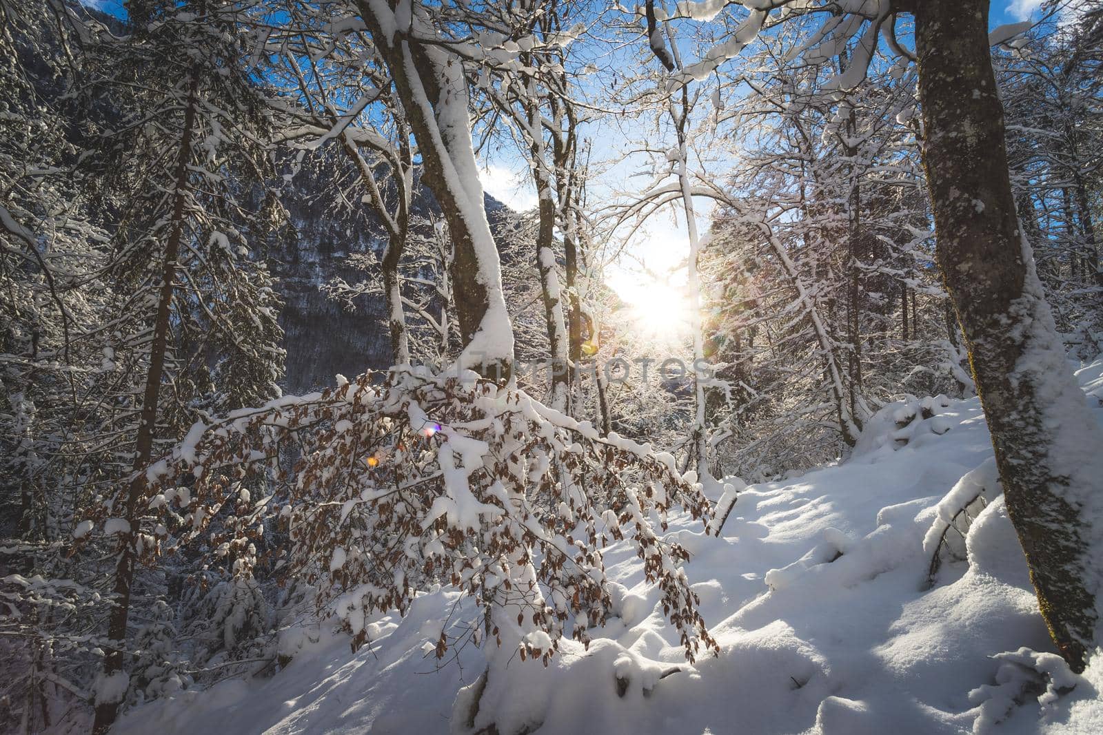 Winter landscape: Sunshine and snowy trees, wilderness