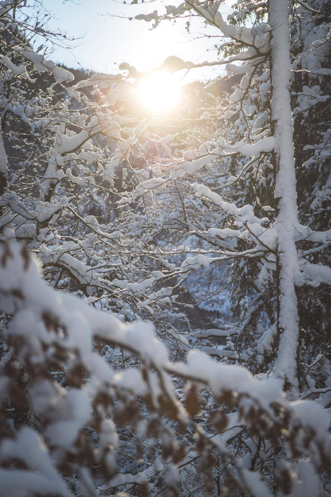 Sunny winter landscape in the nature: Snowy trees, wilderness by Daxenbichler