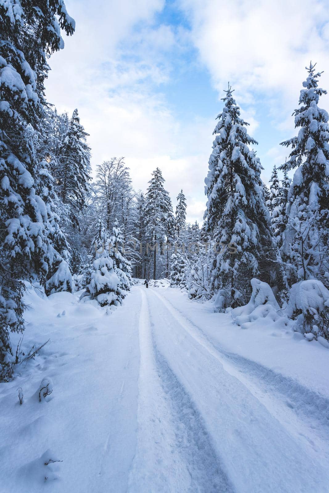 Winter landscape with footpath, snowy trees and blue sky