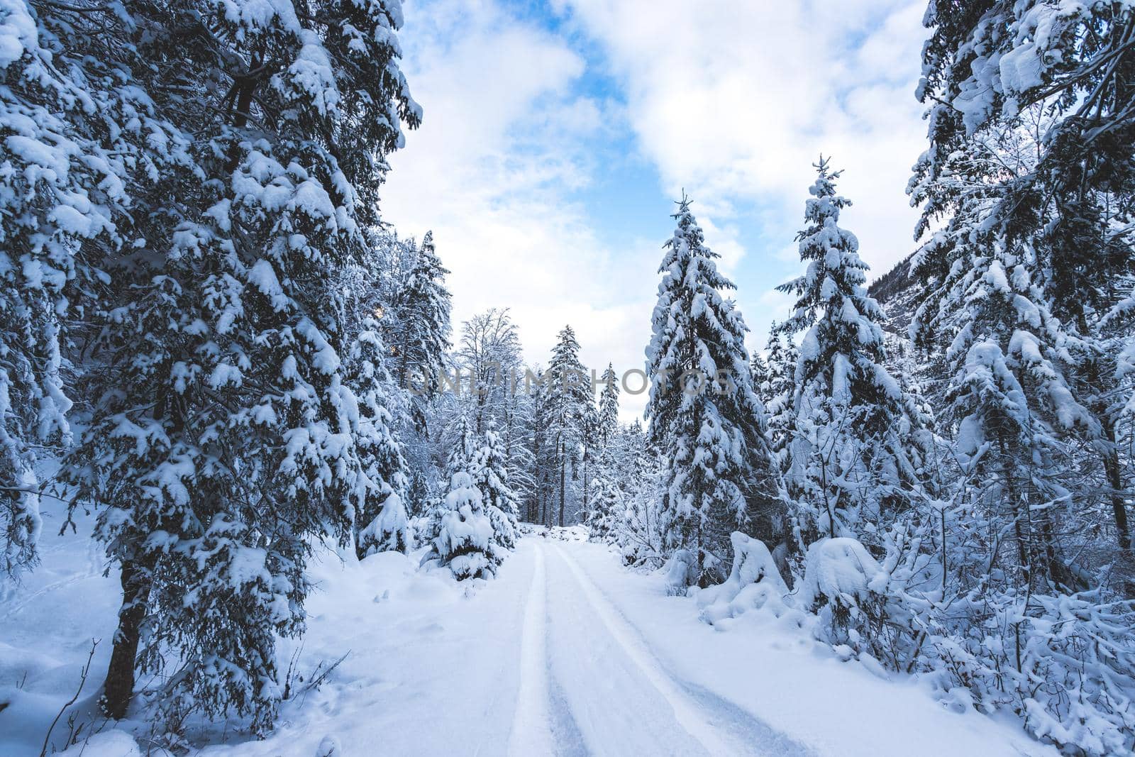 Winter landscape with footpath, snowy trees and blue sky