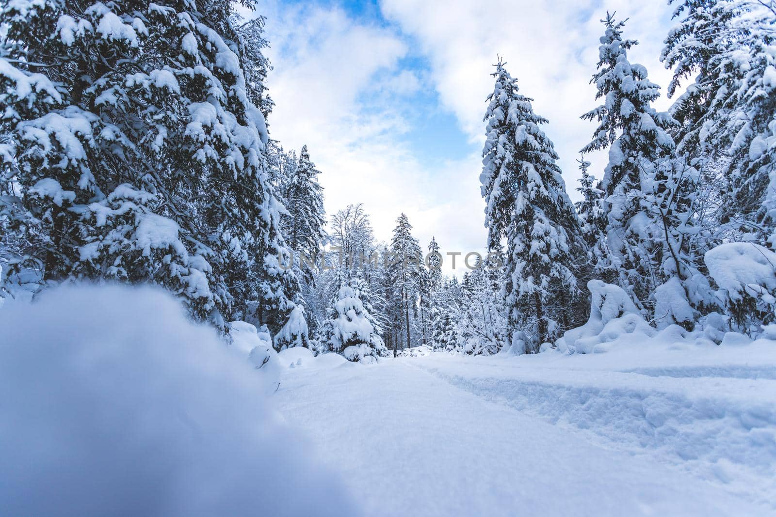 Winter landscape with footpath, snowy trees and blue sky