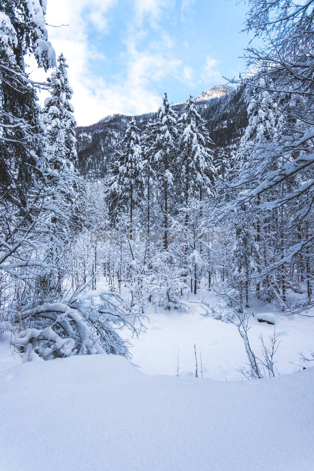 Winter landscape with footpath, snowy trees and blue sky