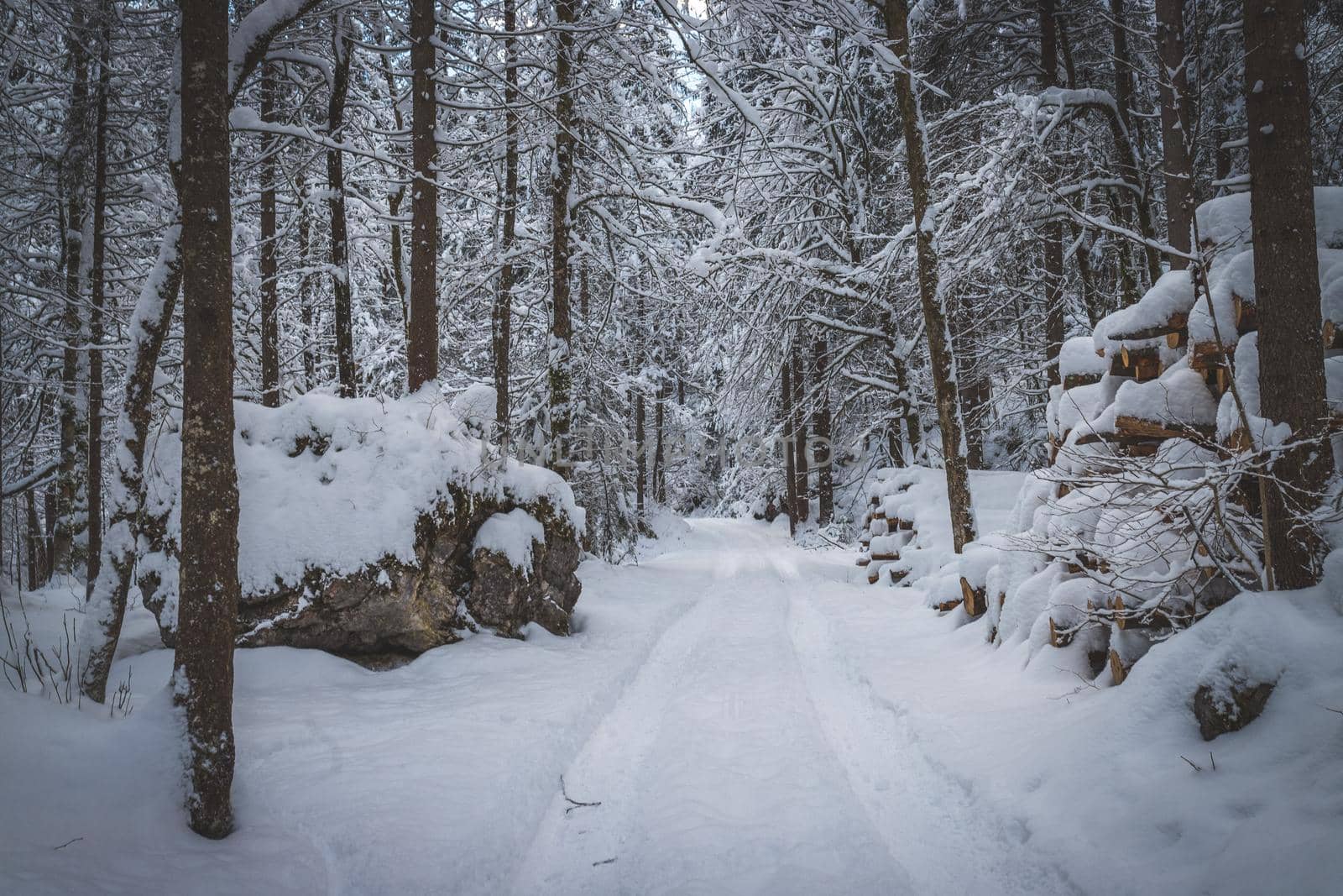 Winter landscape with footpath, snowy trees