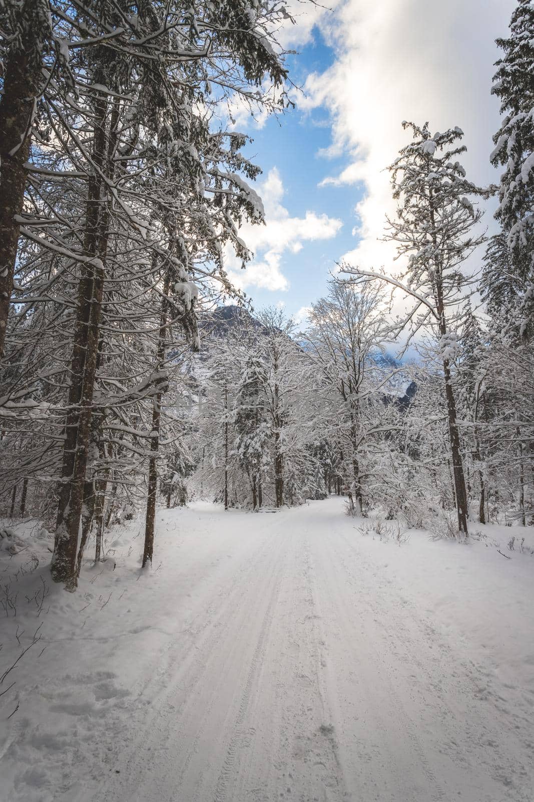 Winter landscape with footpath, snowy trees and blue sky