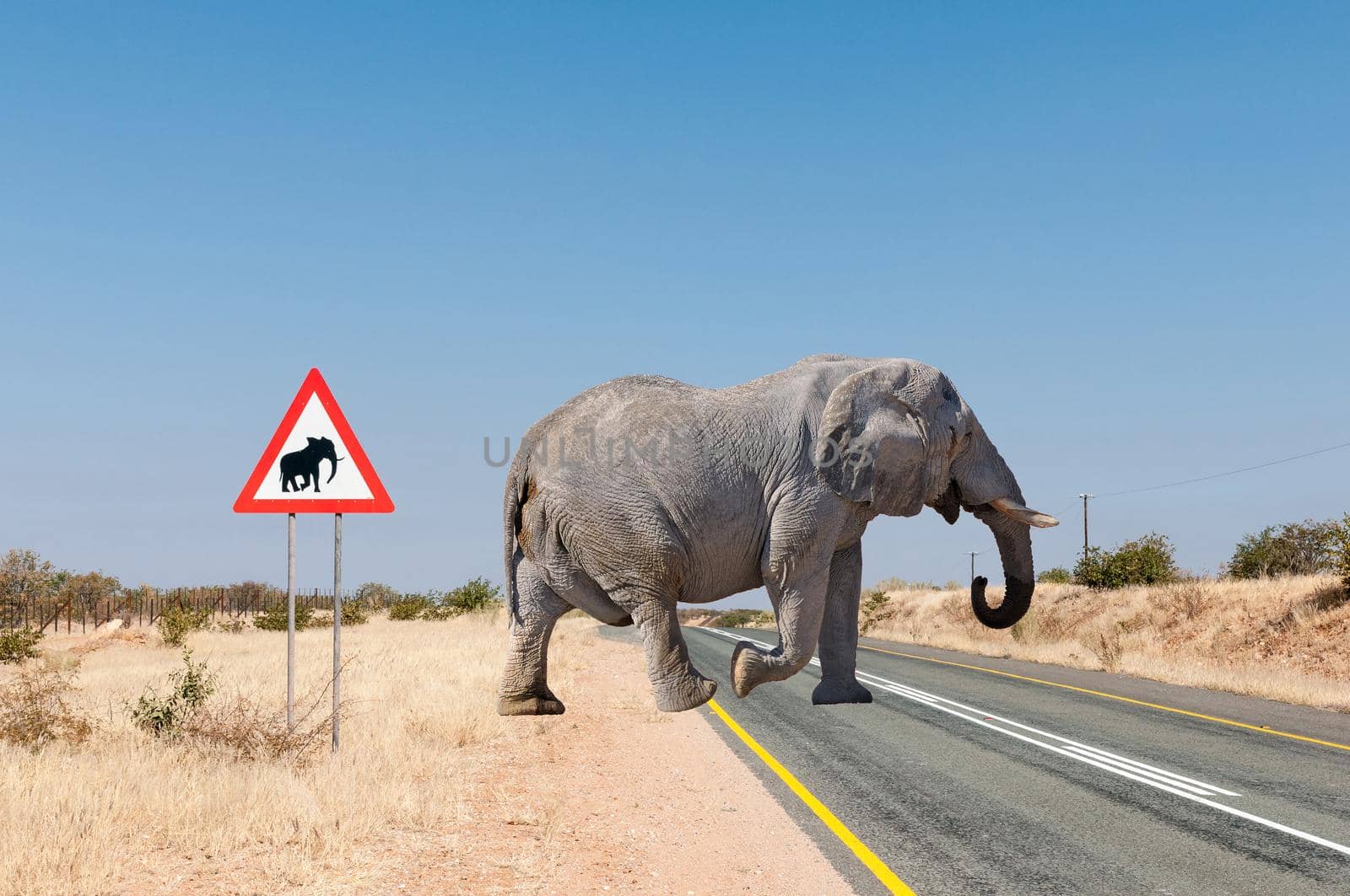 A composite photo of an elephant crossing the C35-road north of Kamanjab in North-Western Namibia. An elephant warning road sign is visible