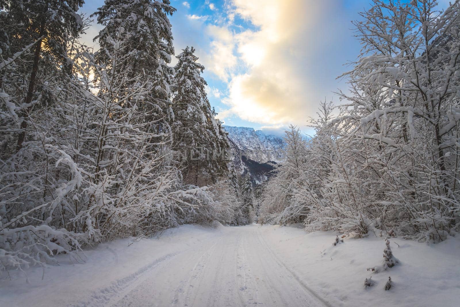 Winter landscape with footpath, snowy trees and blue sky